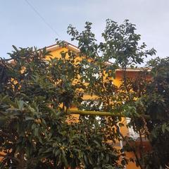 Гостевой дом Счастливый Слон, Адлер, Краснодарский край