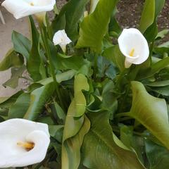 Гостевой дом Счастливый Слон, Адлер, Краснодарский край