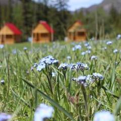 База отдыха Красный Лис, Акташ, Республика Алтай