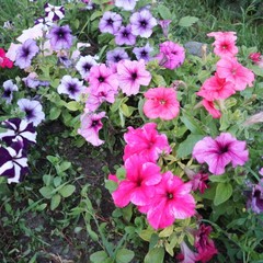 База отдыха Оптимист, Аксай, Ростовская область