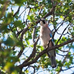 Отель Forest, Алупка, Крым