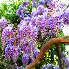 Гостевой дом Радмир, Алупка, Крым