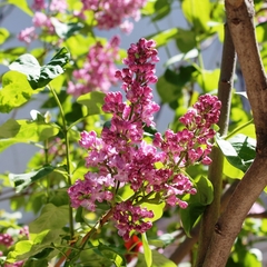 Гостевой дом Радмир, Алупка, Крым