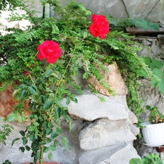 Гостевой дом Радмир, Алупка, Крым