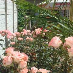 Гостевой дом Комфорт, Алушта, Крым