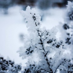 База отдыха Русилово, Амерево, Московская область