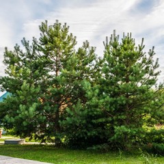 База отдыха Русилово, Амерево, Московская область