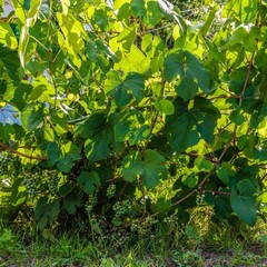 База отдыха Русилово, Амерево, Московская область