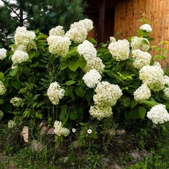 База отдыха Русилово, Амерево, Московская область