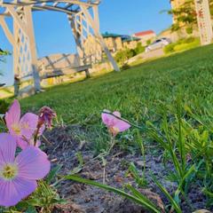 Гостевой дом Александрия, Супсех, Краснодарский край