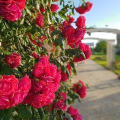 Гостевой дом Александрия, Супсех, Краснодарский край