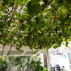 Отель Ардо, Анапа, Краснодарский край