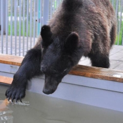 База отдыха Китой, Ангарск, Иркутская область