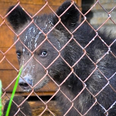База отдыха Китой, Ангарск, Иркутская область