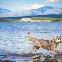 База отдыха Экостровская, Апатиты, Мурманская область