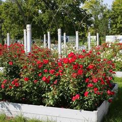 Усадьба Марьино, Ленинградская область