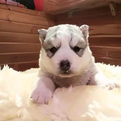 База отдыха Экостровская, Апатиты, Мурманская область