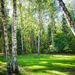 Клуб отдыха Лужки, Аносино, Московская область