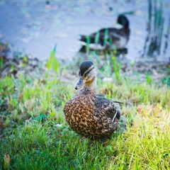 Клуб отдыха Лужки, Аносино, Московская область