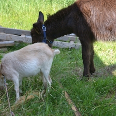 Парк-отель Морозовский, Арзамас, Нижегородская область
