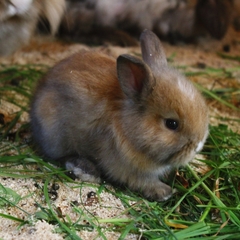 Парк-отель Морозовский, Арзамас, Нижегородская область