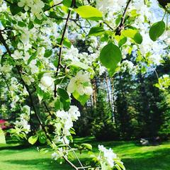 База отдыха Бия заповедная, Турочакский район, Республика Алтай