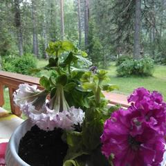 База отдыха Бия заповедная, Турочакский район, Республика Алтай