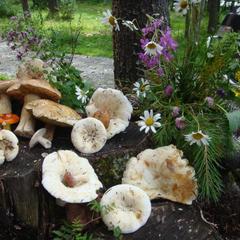 База отдыха Бия заповедная, Турочакский район, Республика Алтай