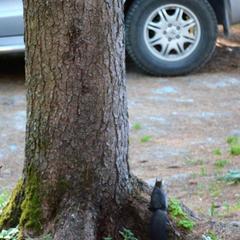 Гостевой дом Зеленый дом на Телецком озере, Артыбаш, Республика Алтай