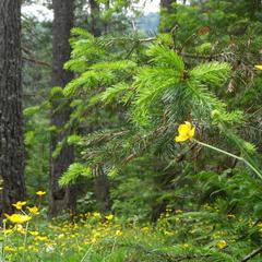 База отдыха Бия заповедная, Турочакский район, Республика Алтай