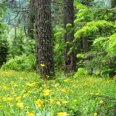 База отдыха Бия заповедная, Турочакский район, Республика Алтай