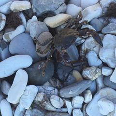 Кемпинг  Солнечный на Вишневой, село Архипо-Осиповка, Краснодарский край