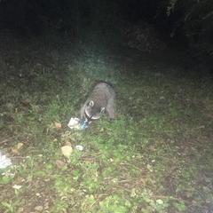 Кемпинг  Солнечный на Вишневой, село Архипо-Осиповка, Краснодарский край