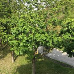 Гостевой дом №5, село Архипо-Осиповка, Краснодарский край