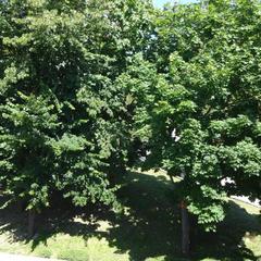 Гостевой дом №5, село Архипо-Осиповка, Краснодарский край