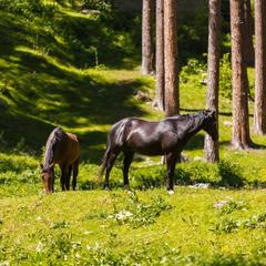 Турбаза Алания Sky, Архыз, Республика Карачаево-Черкесия