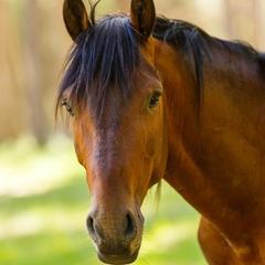 Турбаза Алания Sky, Архыз, Республика Карачаево-Черкесия