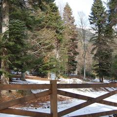 Гостевой дом Лесогорье, Архыз, Республика Карачаево-Черкесия