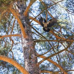 Турбаза Алания Sky, Архыз, Республика Карачаево-Черкесия