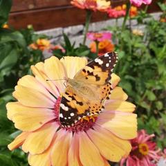 Гостевой дом Горный ветер, Архыз, Республика Карачаево-Черкесия