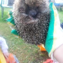 Гостевой дом Сосновый рай, Архыз, Республика Карачаево-Черкесия