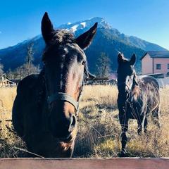 Шале Чинар, Архыз, Республика Карачаево-Черкесия
