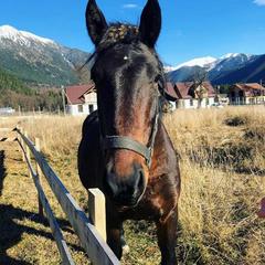 Шале Чинар, Архыз, Республика Карачаево-Черкесия