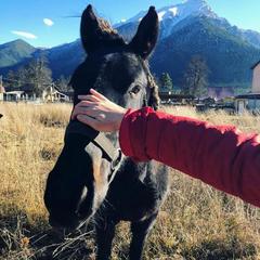 Шале Чинар, Архыз, Республика Карачаево-Черкесия