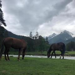 Шале Чинар, Архыз, Республика Карачаево-Черкесия