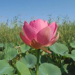 База отдыха Волжанка в Растопуловке, Растопуловка, Астраханская область