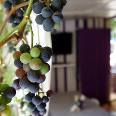 Гостевой дом Благодать, Аше, Краснодарский край