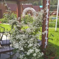 Турбаза Парк-Отель Время Счастья, Ая, Алтайский край