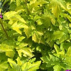 Турбаза Парк-Отель Время Счастья, Ая, Алтайский край