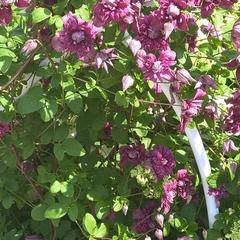 Турбаза Парк-Отель Время Счастья, Ая, Алтайский край